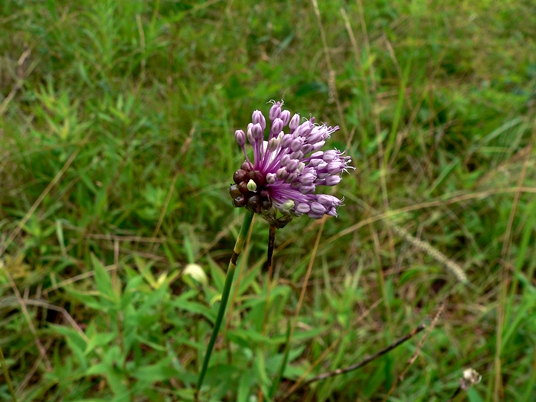 {Allium vineale}